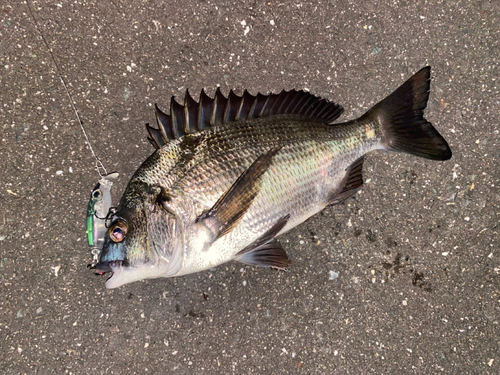 クロダイの釣果