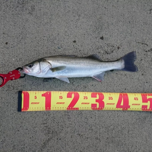 セイゴ（マルスズキ）の釣果