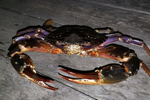 イシガニの釣果