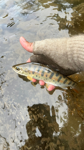 ヤマメの釣果