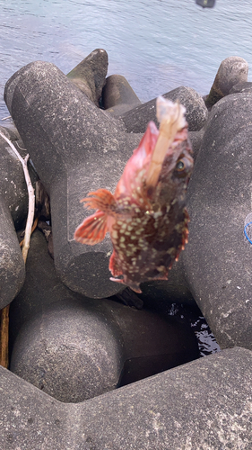 イソカサゴの釣果