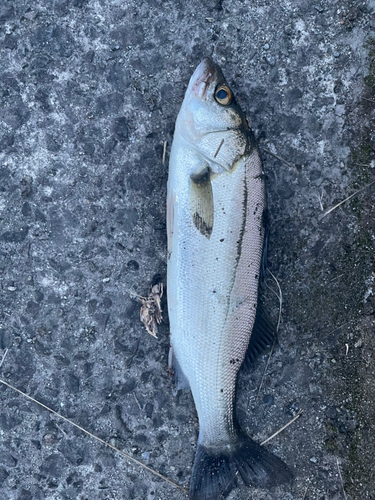 フッコ（ヒラスズキ）の釣果