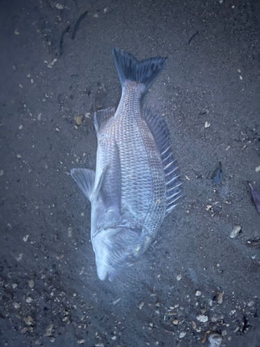 クロダイの釣果