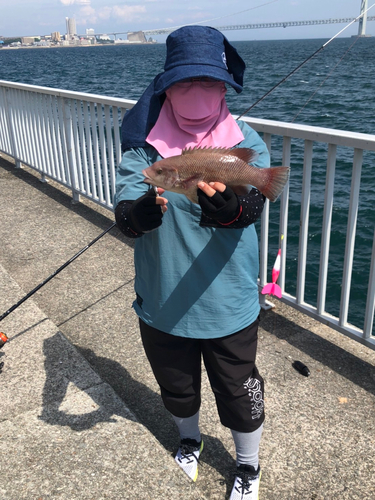 コブダイの釣果