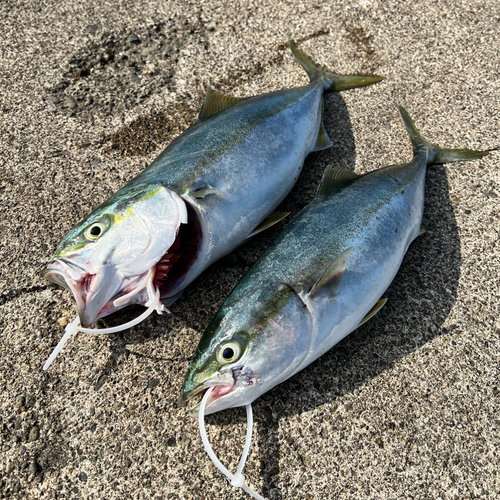 イナダの釣果