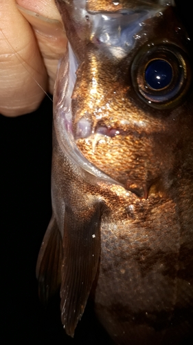 メバルの釣果