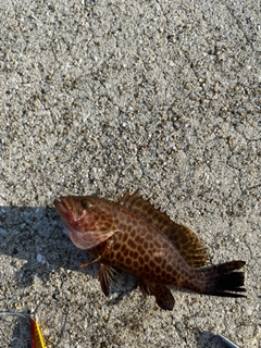 オオモンハタの釣果