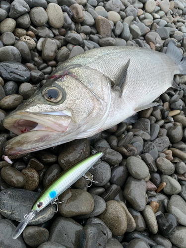 ヒラスズキの釣果