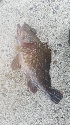 カサゴの釣果