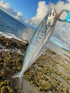 イケカツオの釣果