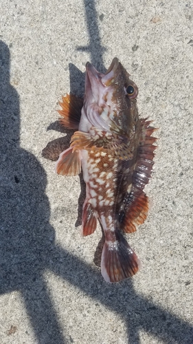 カサゴの釣果