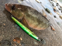 ホッケの釣果