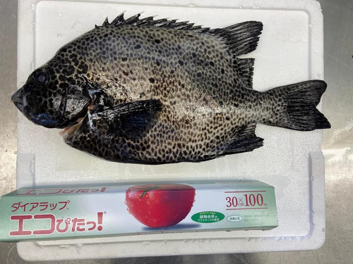 イシガキダイの釣果