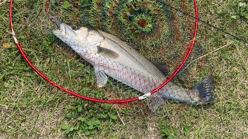 スズキの釣果