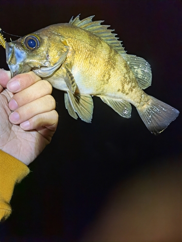 キジハタの釣果