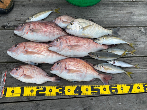 マダイの釣果