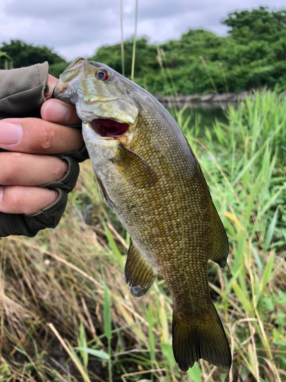 スモールマウスバス