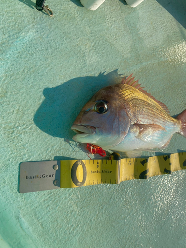 タイの釣果