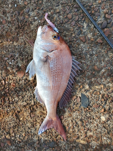 タイの釣果