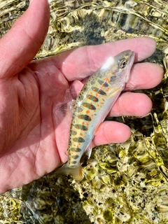 アマゴの釣果