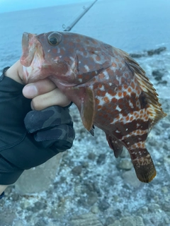 キジハタの釣果