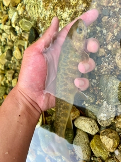 ヤマトイワナの釣果