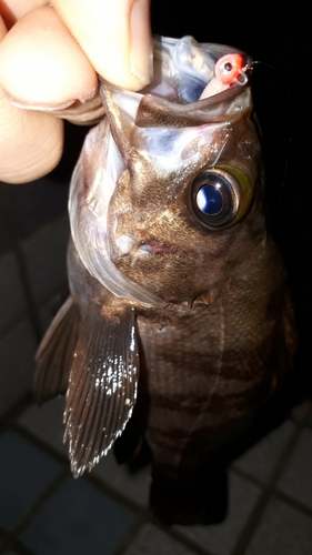 シロメバルの釣果