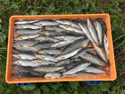 アユの釣果