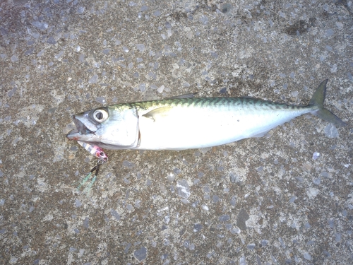 マサバの釣果