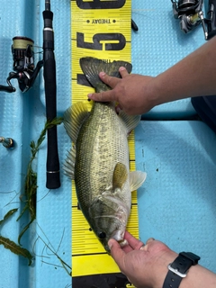 ブラックバスの釣果