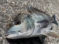 チヌの釣果