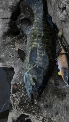 スモールマウスバスの釣果