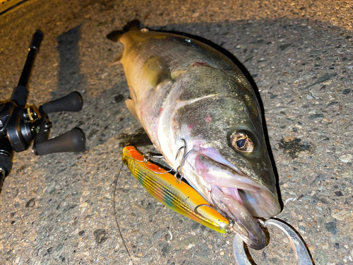 シーバスの釣果