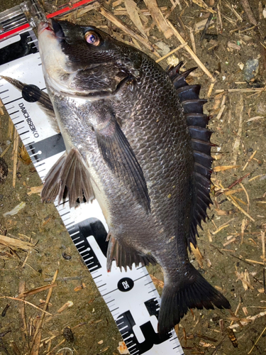 クロダイの釣果