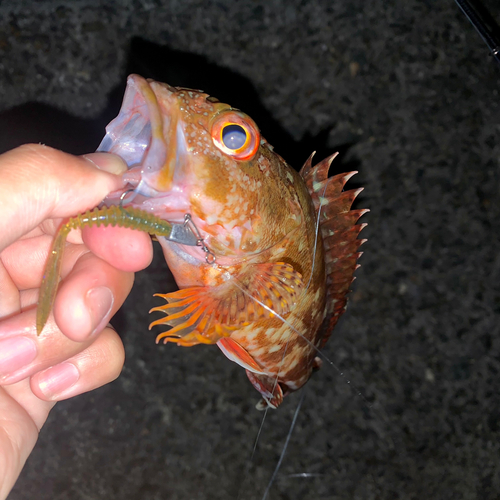 カサゴの釣果