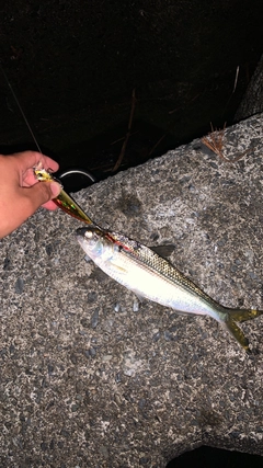 コノシロの釣果