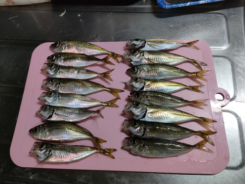 アジの釣果