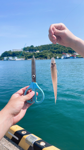 キスの釣果