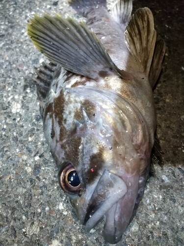 クロソイの釣果