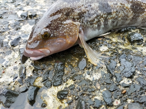 アブラコの釣果