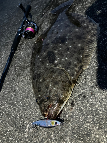 ヒラメの釣果