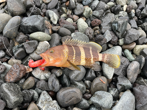 アオハタの釣果