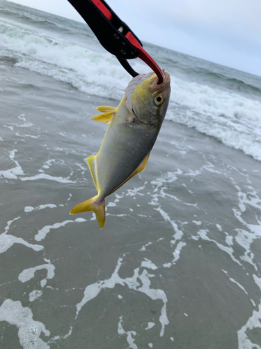 ショゴの釣果