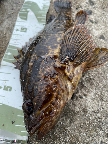 タケノコメバルの釣果