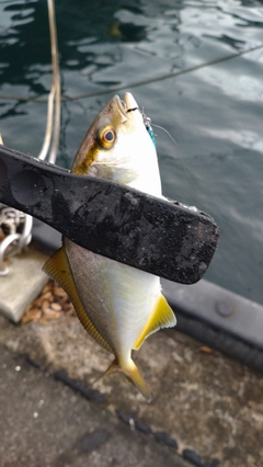 カンパチの釣果