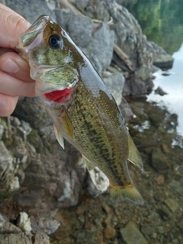 ラージマウスバスの釣果