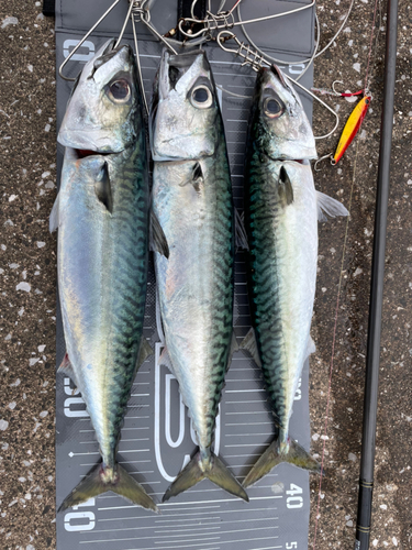 サバの釣果