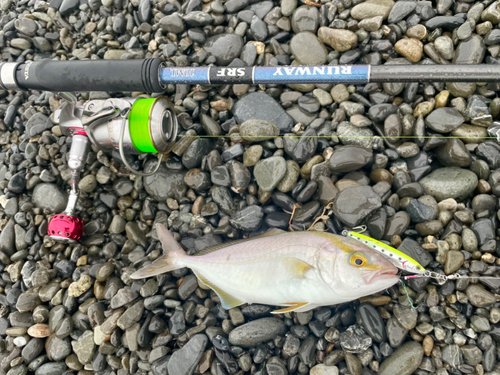 ショゴの釣果