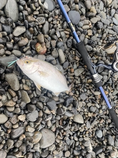 ショゴの釣果