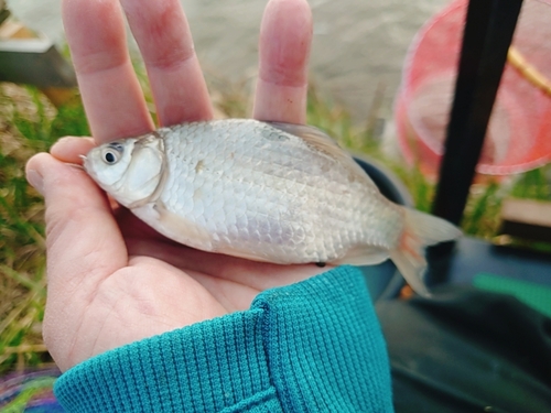 ヘラブナの釣果